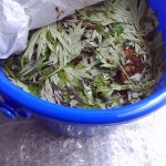 天恵緑汁作り