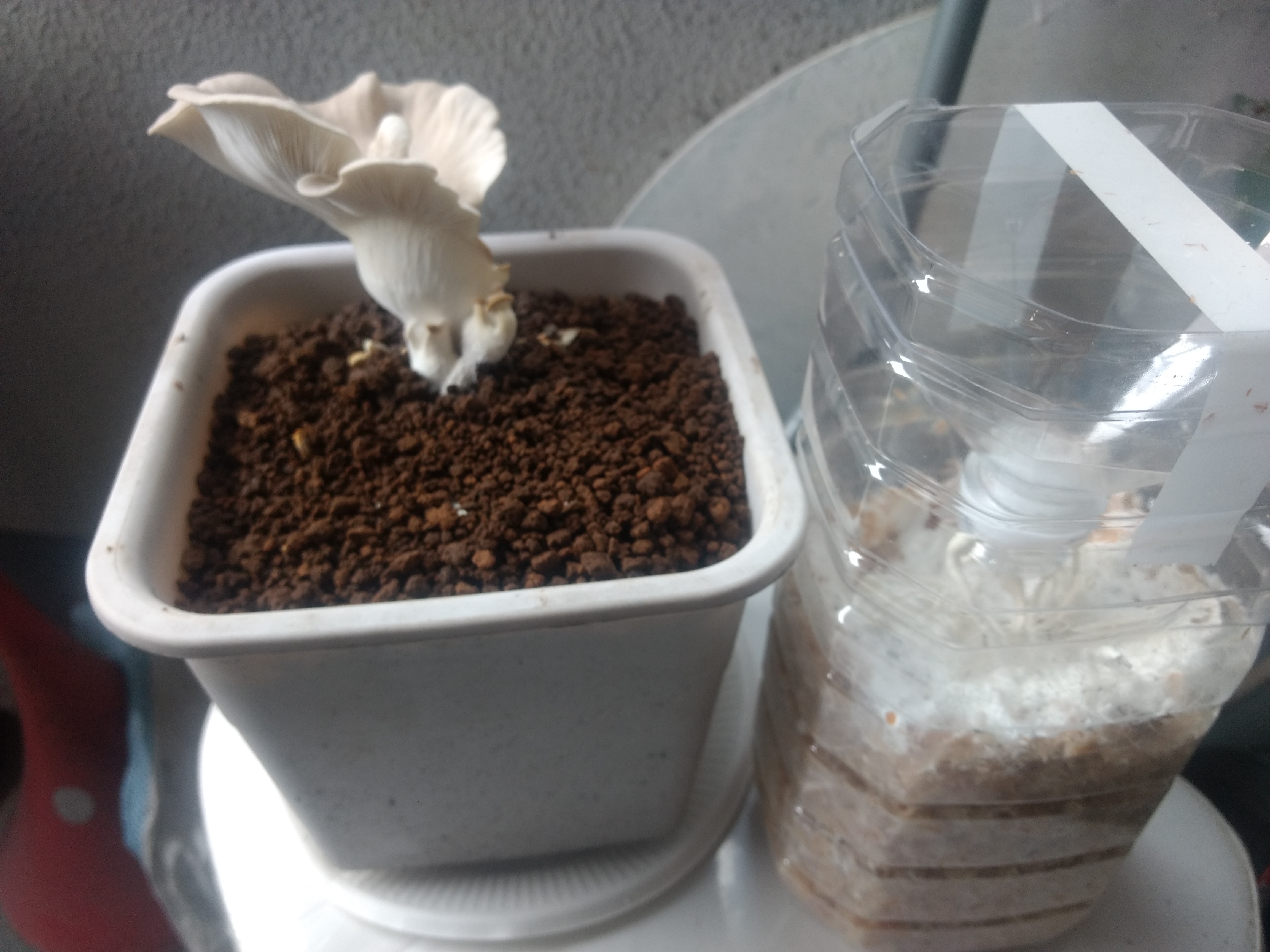 キノコの菌床栽培を試してみた