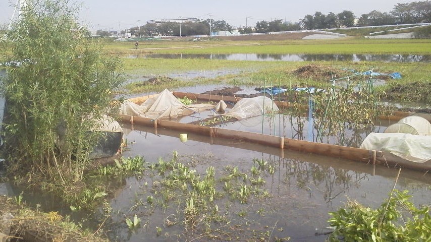大雨で水没した畑