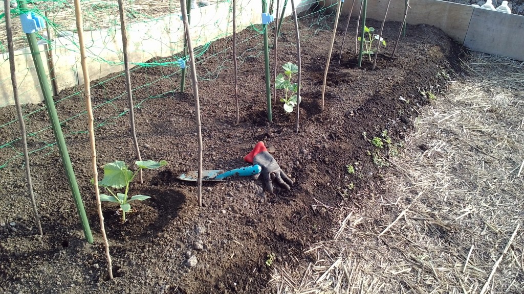 長芋とキュウリの混植栽培