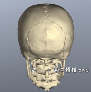 第二頚椎 ( 軸椎 ） axis