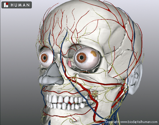 BioDigital Human Explore the Body in 3D 東洋医学の穴