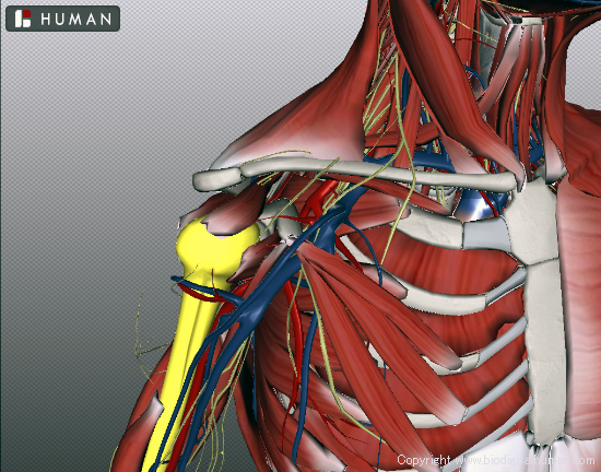 BioDigital Human  Explore the Body in 3D 東洋医学の穴