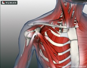 BioDigital Human Explore the Body in 3D　東洋医学の穴