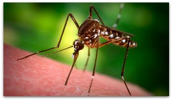 蚊と針と存在理由